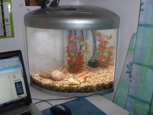 My new fish tank
