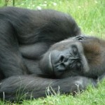 Danny Cutts A Sleep