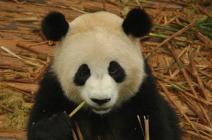 Google Panda
